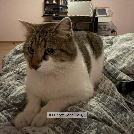Photo de chat perdu à Cronenbourg