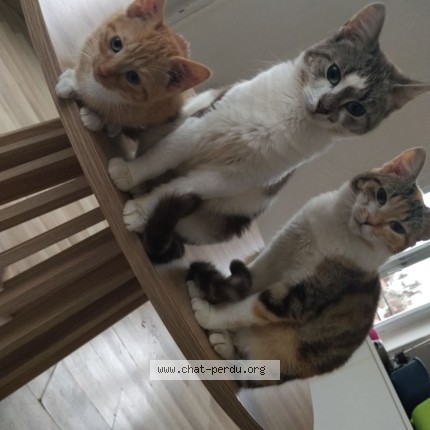 Photo de chat perdu à Mericourt
