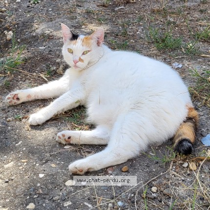 Photo 1/1 norma Chat perdu à Pays De Belves