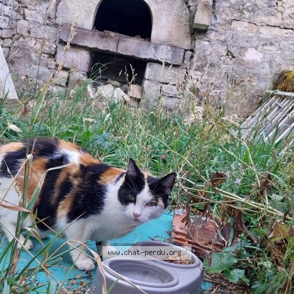 Photo 1/1 minette Chat perdu à Remiremont