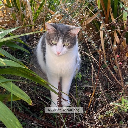 Photo de chat perdu à Vernouillet