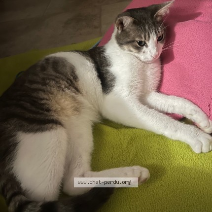 Photo 2/2 Titi Chat perdu à Vernouillet