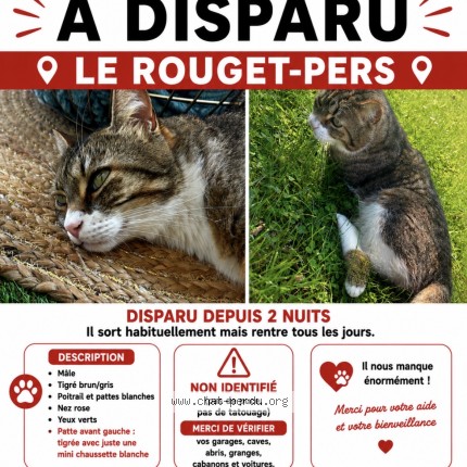 Photo 1/1 Chat retrouvé Perdu à Le Rouget Pers