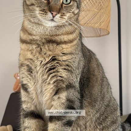 Photo de chat perdu à Palinges
