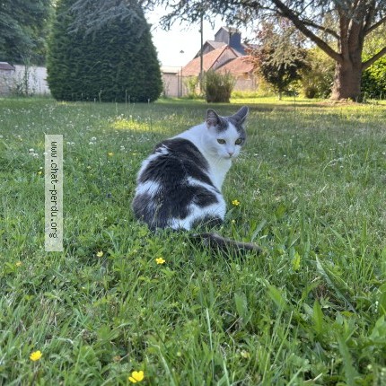 Photo 1/1 celestine Chat perdu à Osmoy