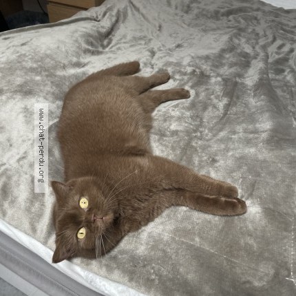 Photo 1/1 Rythme Chat perdu à Ribaute Les Tavernes