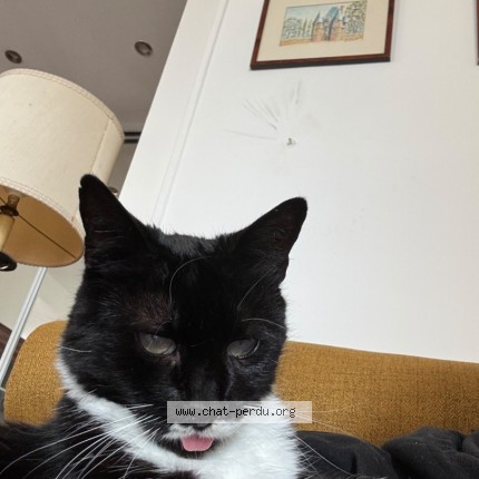 Photo de chat perdu à Anet