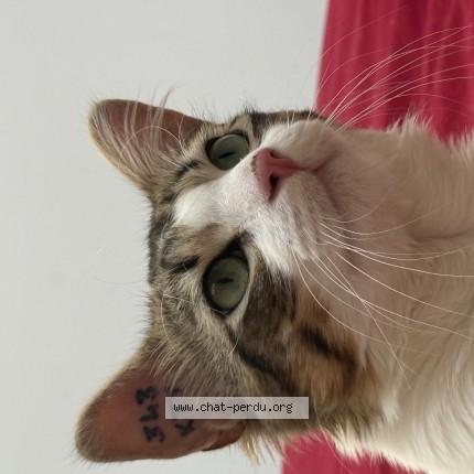 Photo de chat perdu à Tarare