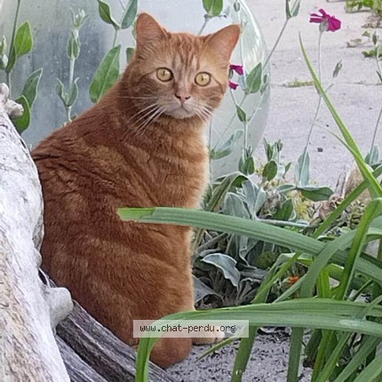Photo de chat perdu à Mortagne Sur Gironde