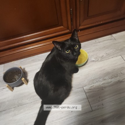 Photo de chat perdu à Marchezais