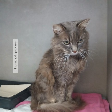 Photo 1/1 Chat trouvé Trouvé à Glieres Val De Borne