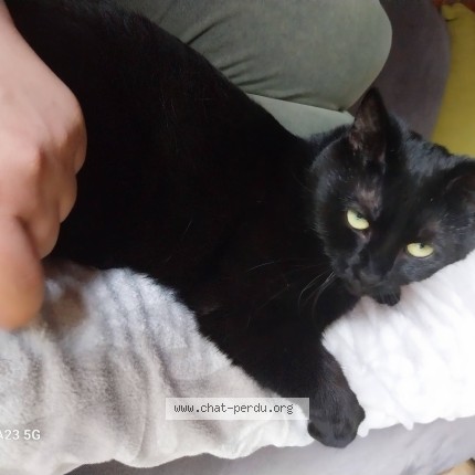 Photo 1/1 Karaca Chat perdu à Bruxelles