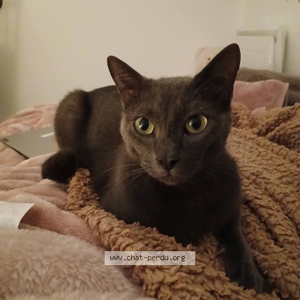 Photo de chat perdu à Nantes