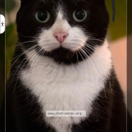 Photo de chat perdu à Athies
