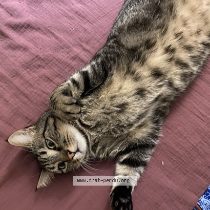 Photo de chat perdu à Saint Saturnin Les Apt