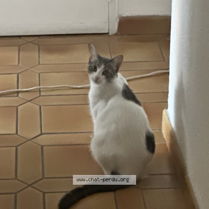 Photo de chat perdu à La Trinite