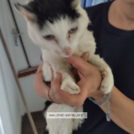Photo 1/1 Chat trouvé Trouvé à Pontivy