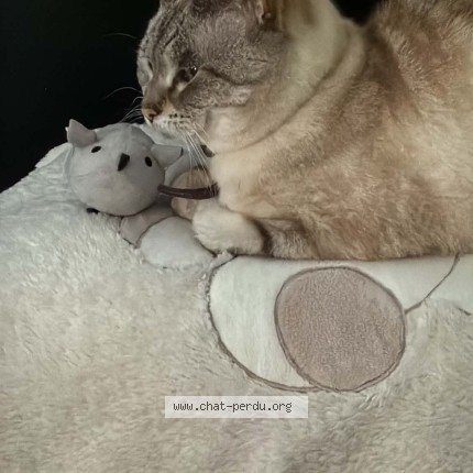 Photo 1/1 Chatouille Chat perdu à Woluwe Saint Lambert