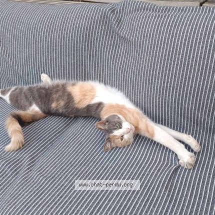 Photo de chat perdu à Ermont