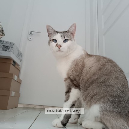 Photo de chat perdu à Laval Les Fourches
