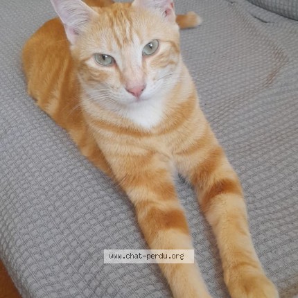 Photo de chat perdu à Roumoules