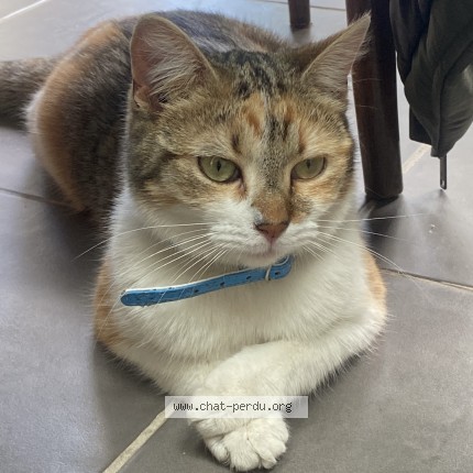 Photo 1/1 Azalée Chat perdu à Lille