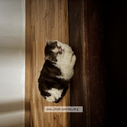 Photo de chat perdu à Carnin