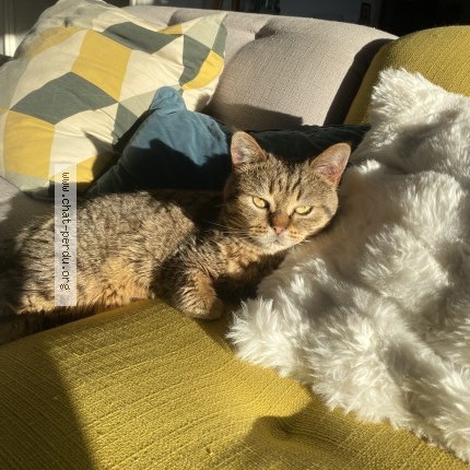 Photo 1/2 Chat retrouvé Perdu à Saint Yrieix Sur Charente