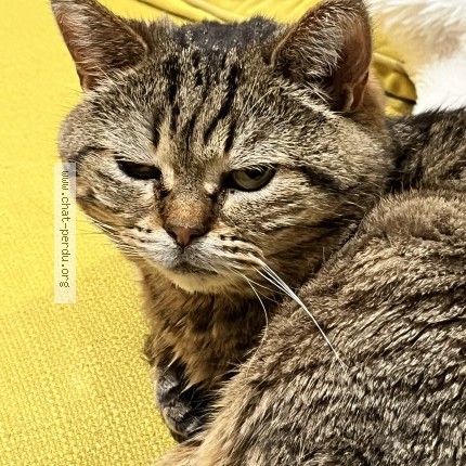 Photo 2/2 Chat retrouvé Perdu à Saint Yrieix Sur Charente