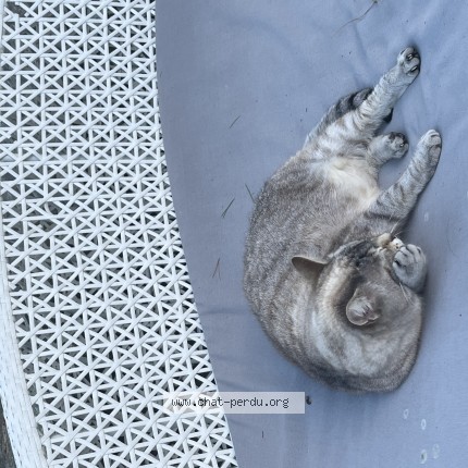 Photo de chat perdu à Erquy Les Hopitaux