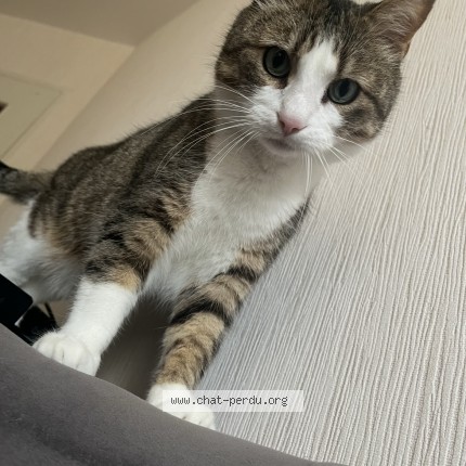 Photo de chat perdu à Rennes