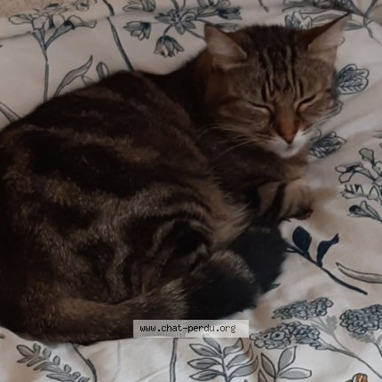Photo de chat perdu à Besancon