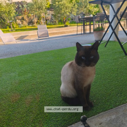 Photo de chat perdu à Saint Jean De Bournay