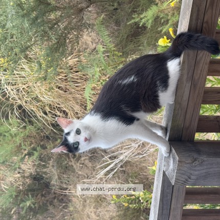 Photo de chat perdu à Labenne