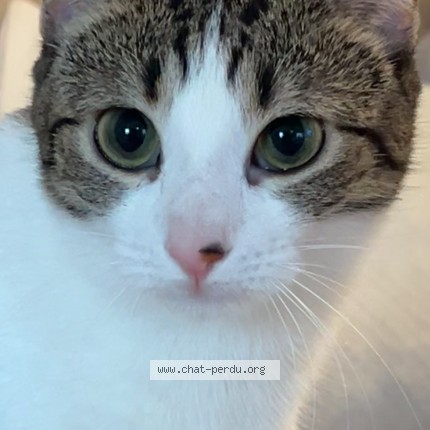 Photo de chat perdu à Herblay Sur Seine