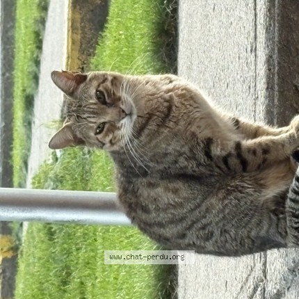 Photo de chat trouvé à Laval