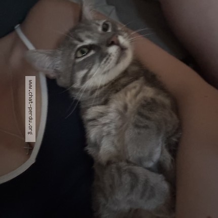 Photo de chat perdu à Draguignan