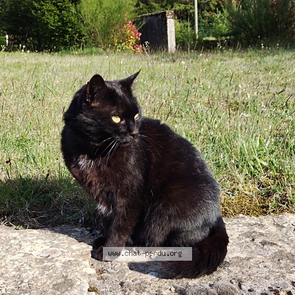 Photo de chat perdu à Saint Rome De Cernon