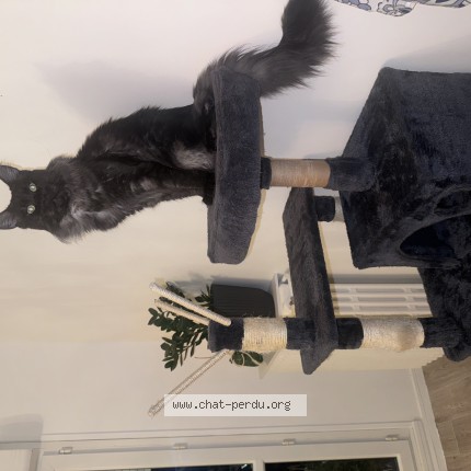 Photo de chat perdu à Vandoeuvre Les Nancy