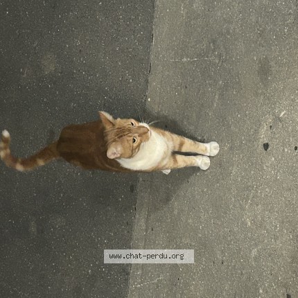 Photo 1/1 Chat trouvé Trouvé à Paris