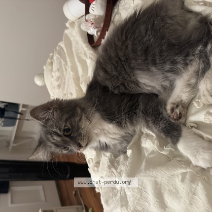 Photo de chat trouvé à Montreal