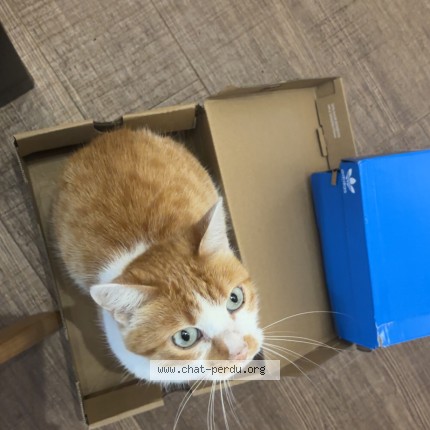 Photo de chat perdu à Le Pian Medoc