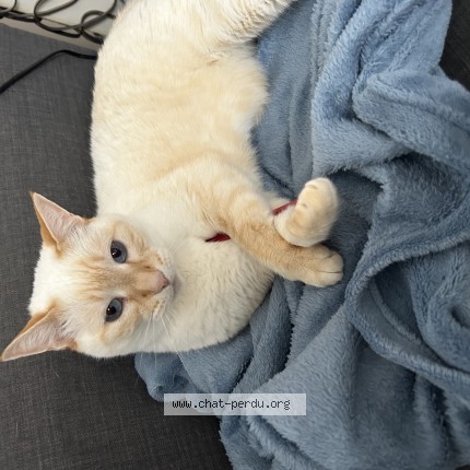 Photo de chat perdu à Ensues La Redonne