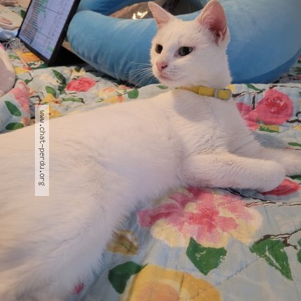 Photo 1/1 Chat trouvé Trouvé à Le Mee Sur Seine