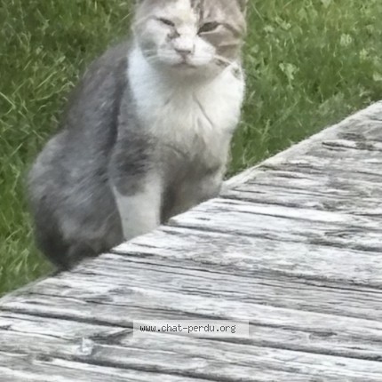 Photo de chat trouvé à Chomedey