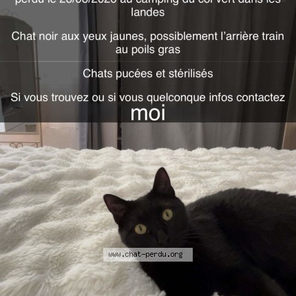 Photo 1/1 Nala Chat perdu à Vielle Saint Girons