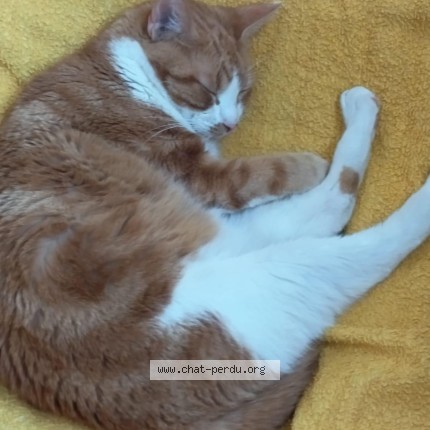 Photo de chat perdu à Le Mans
