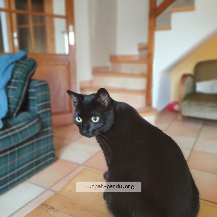 Photo de chat perdu à Le Bessat