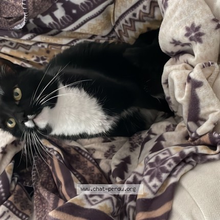 Photo de chat perdu à Saint Vincent De Tyrosse
