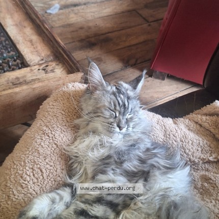 Photo de chat perdu à Bayonne